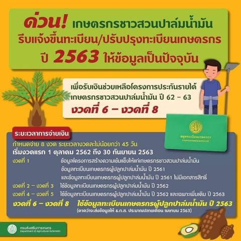 ทบก ปาล์ม 480x480 1 HATYAITODAY