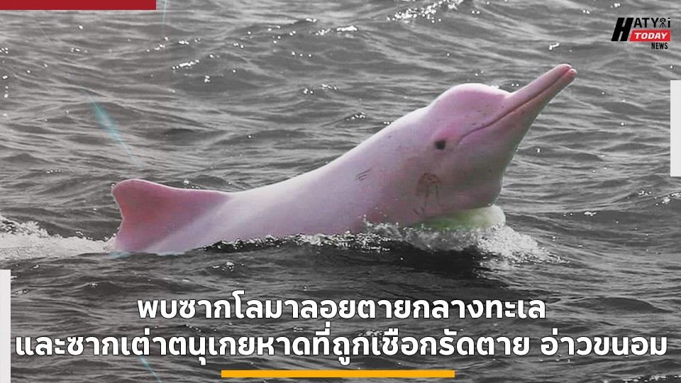 พบซากโลมาลอยตายกลางทะเลและซากเต่าตนุเกยหาดที่ถูกเชือกรัดตาย อ่าวขนอม