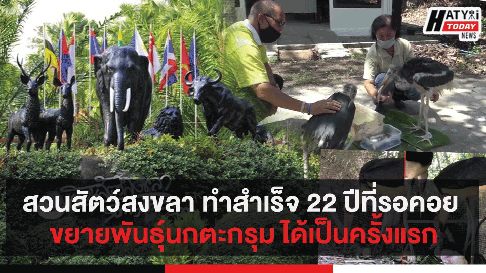 สวนสัตว์สงขลา ทำสำเร็จ 22 ปีที่รอคอย ขยายพันธุ์นกตะกรุม ได้เป็นครั้งแรก