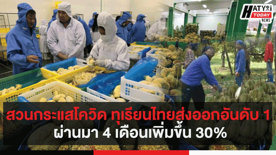 สวนกระแสโควิด ทุเรียนไทยส่งออกอันดับ 1 ผ่านมา 4 เดือนเพิ่มขึ้น 30%