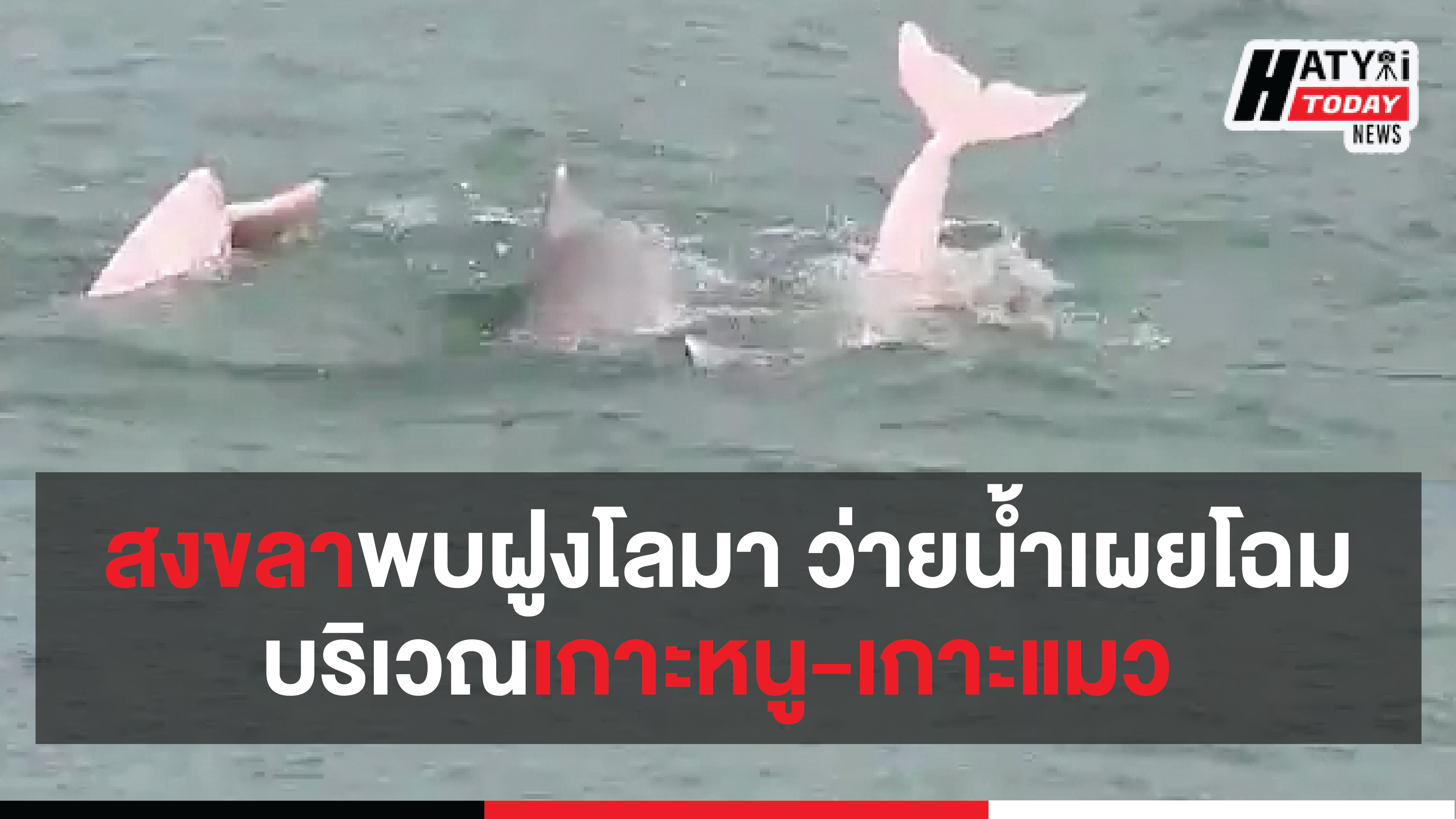 (ชมคลิป) สงขลา พบฝูงโลมาสีชมพูและสีน้ำเงิน ว่ายน้ำเผยโฉมบริเวณเกาะหนู-เกาะแมว หาดสมิหลา