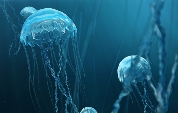 Poison jellyfish