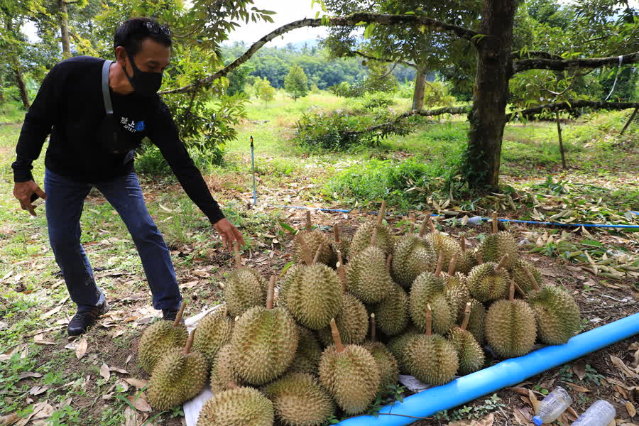 ทุเรียน