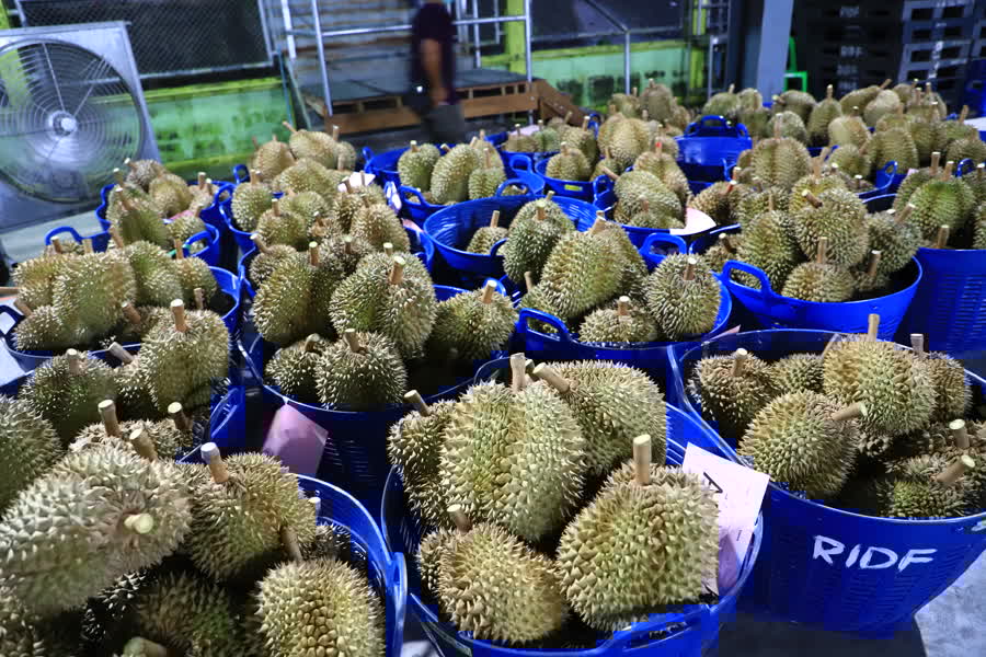 ทุเรียน