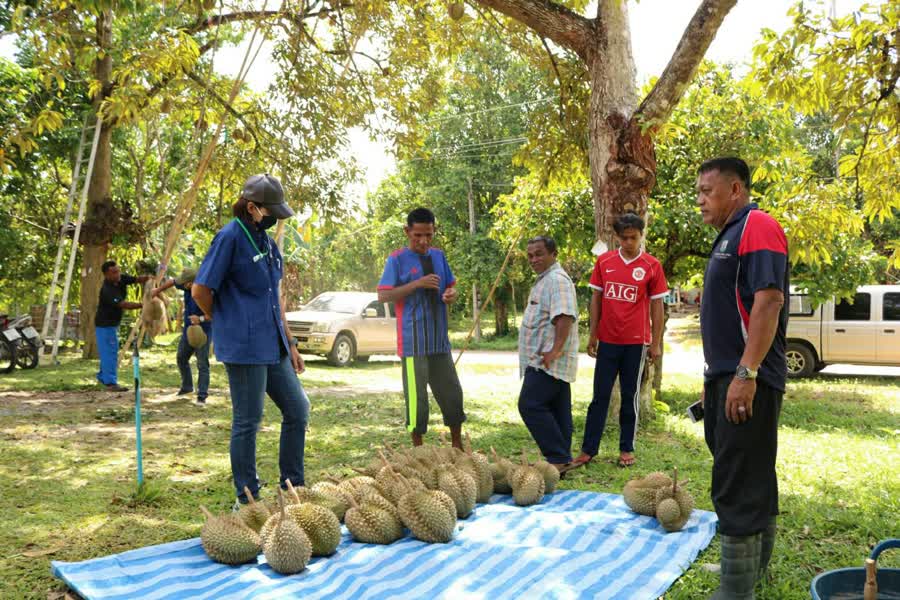 ทุเรียน