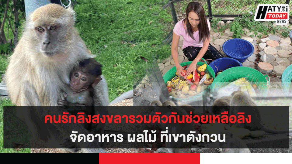 คนรักลิงสงขลารวมตัวกันช่วยเหลือลิงจัดอาหาร ผลไม้ที่เขาตังกวน