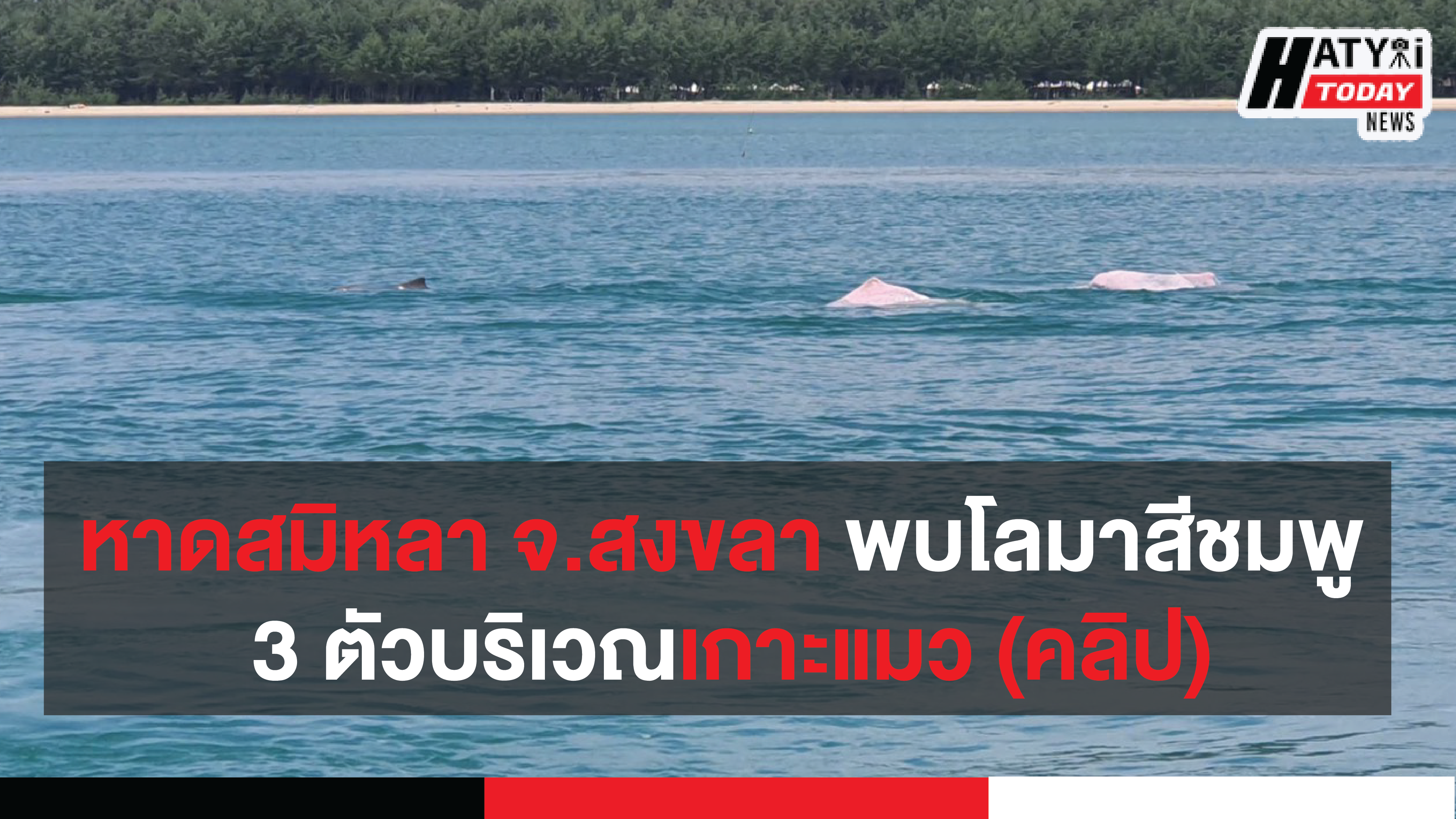 หาดสมิหลา จ.สงขลา พบโลมาสีชมพูออกมาว่ายน้ำเล่นจำนวน 3 ตัวบริเวณเกาะแมว (คลิป)