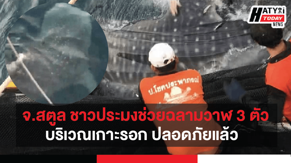 จ.สตูล พบ 3 ฉลามวาฬติดอวนบริเวณเกาะรอก เร่งช่วยเหลือนานเกือบชั่วโมง ล่าสุดปลอดภัยแล้ว