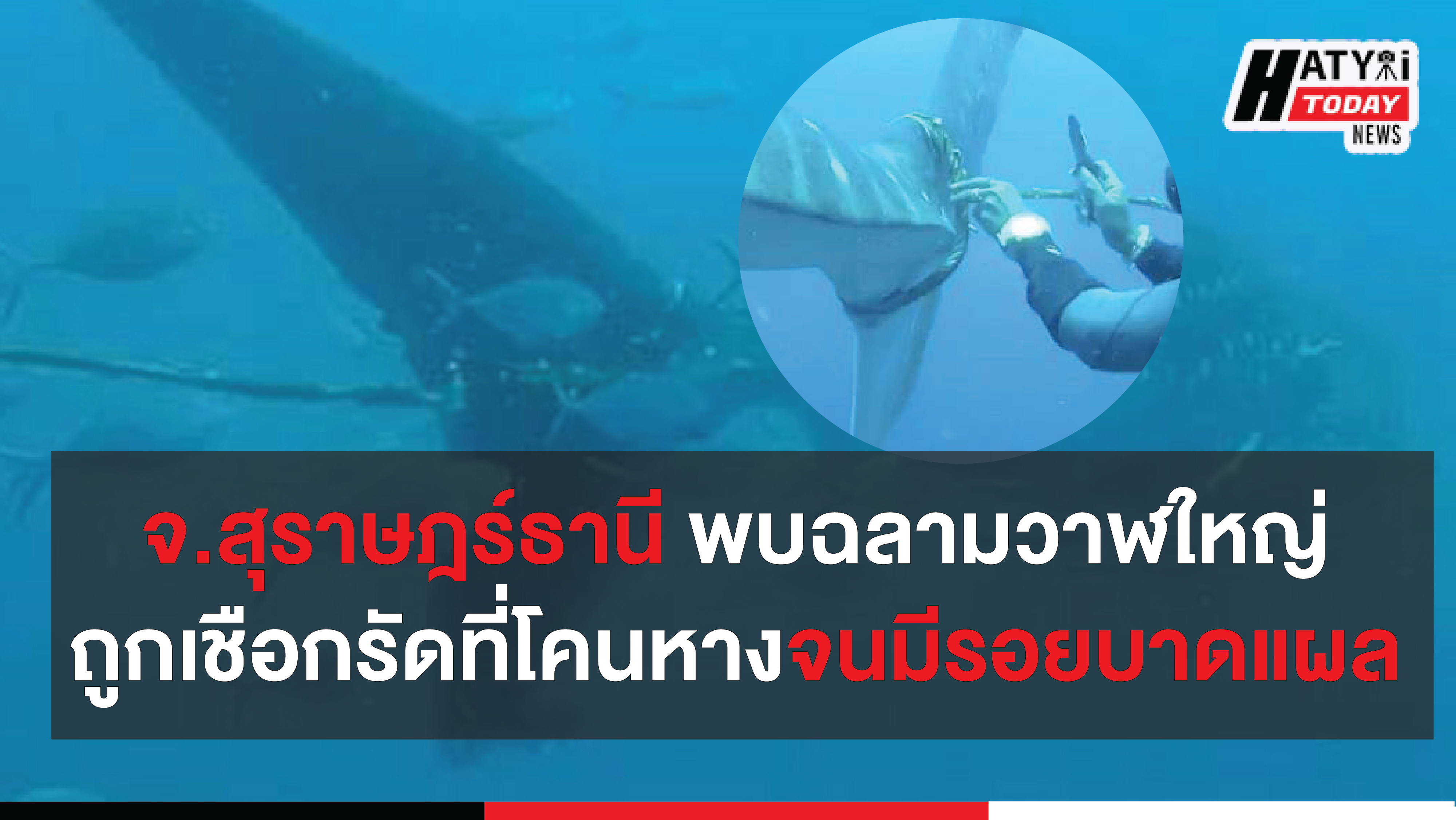 จ.สุราษฎร์ธานี พบฉลามวาฬใหญ่ถูกเชือกรัดที่โคนหางจนมีรอยบาดแผล ล่าสุดเจ้าหน้าที่เร่งช่วย