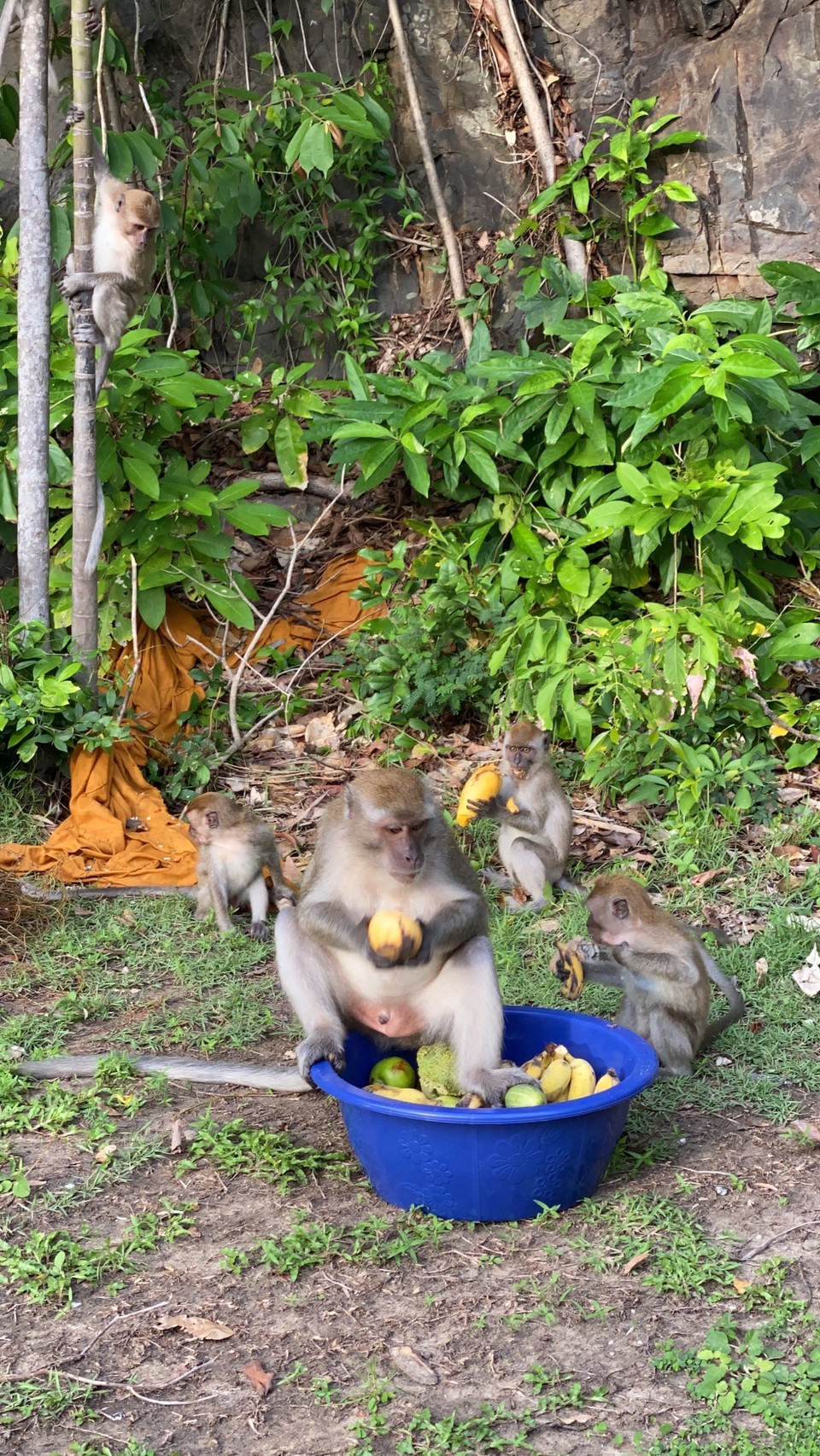 คนรักลิงสงขลารวมตัวกันช่วยเหลือลิงจัดอาหาร ผลไม้ที่เขาตังกวน