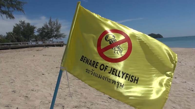 หาดสมิหลา สงขลา ยังไม่พ้นวิกฤตแมงกะพรุนพิษ ยังคงพบนักท่องเที่ยวถูกแมงกะพรุนพิษ