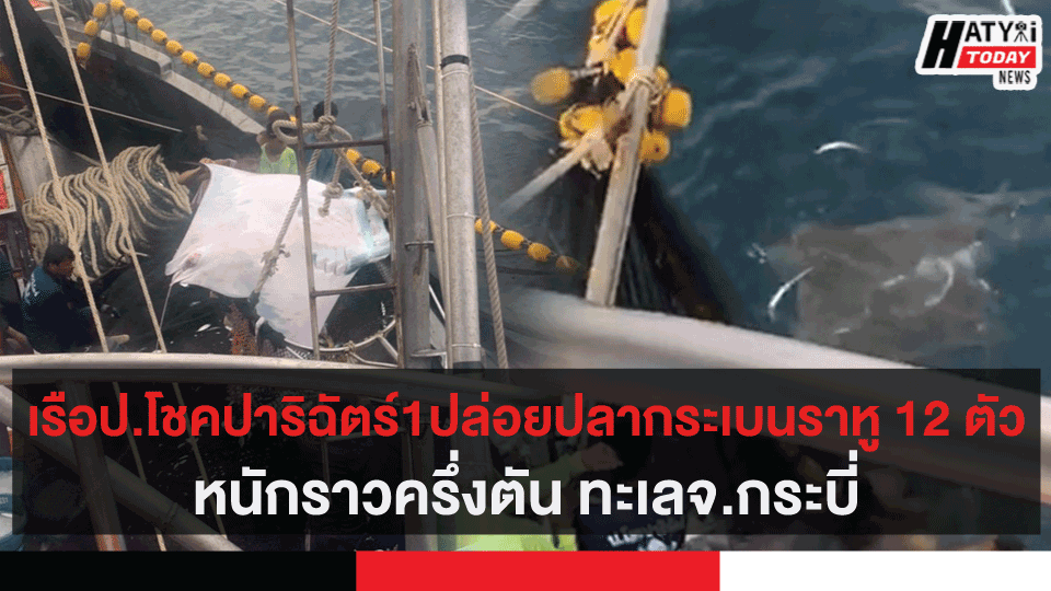 เรือป.โชคปาริฉัตร์1ปล่อยปลากระเบนราหู 12 ตัวหนักราวครึ่งตัน ทะเลจ.กระบี่