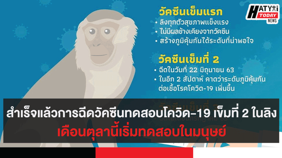 สำเร็จแล้วการฉีดวัคซีนทดสอบโควิด-19 เข็มที่ 2 ในลิง เดือนตุลานี้เริ่มทดสอบในมนุษย์