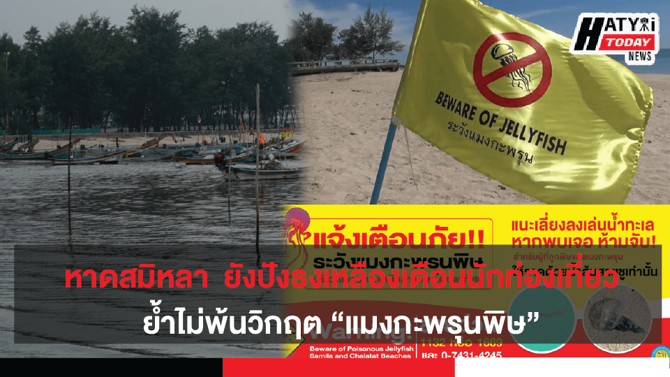 หาดสมิหลา สงขลา ยังปังธงเหลืองที่มีสัญลักษณ์แมงกะพรุน เตือนนักท่องเที่ยวยังไม่พ้นวิกฤต แมงกะพรุนพิษ