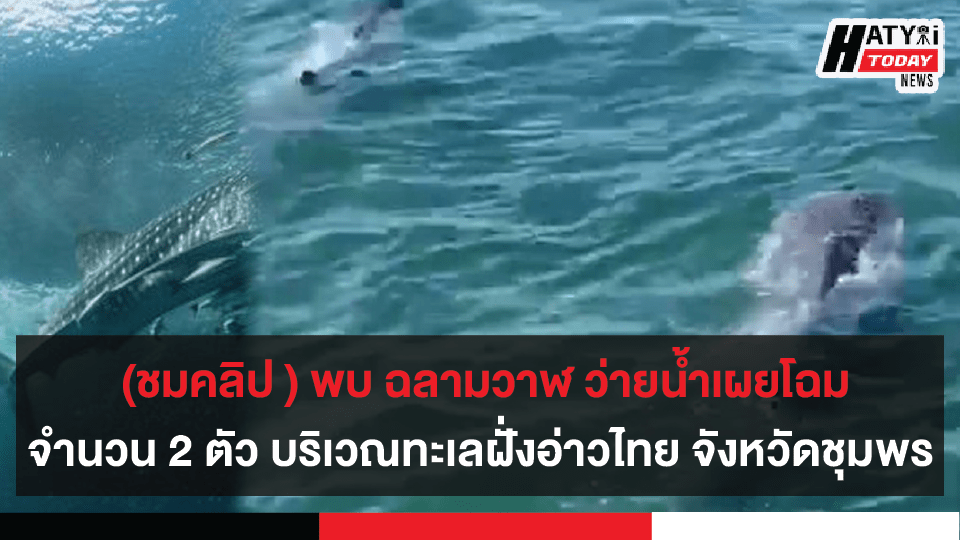 (ชมคลิป ) พบ ฉลามวาฬ ว่ายน้ำเผยโฉมจำนวน 2 ตัว บริเวณทะเลฝั่งอ่าวไทย จังหวัดชุมพร