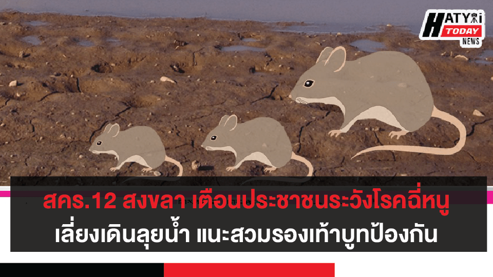 สคร.12 สงขลา เตือนประชาชนระวังโรคฉี่หนู เลี่ยงเดินลุยน้ำ พื้นที่ชื้นแฉะด้วยเท้าเปล่า แนะสวมรองเท้าบูทป้องกัน