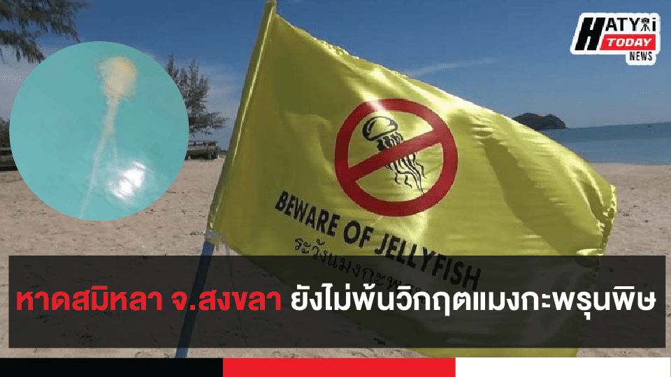 หาดสมิหลา สงขลา ยังไม่พ้นวิกฤตแมงกะพรุนพิษ ยังคงพบเด็กถูกแมงกะพรุนพิษ