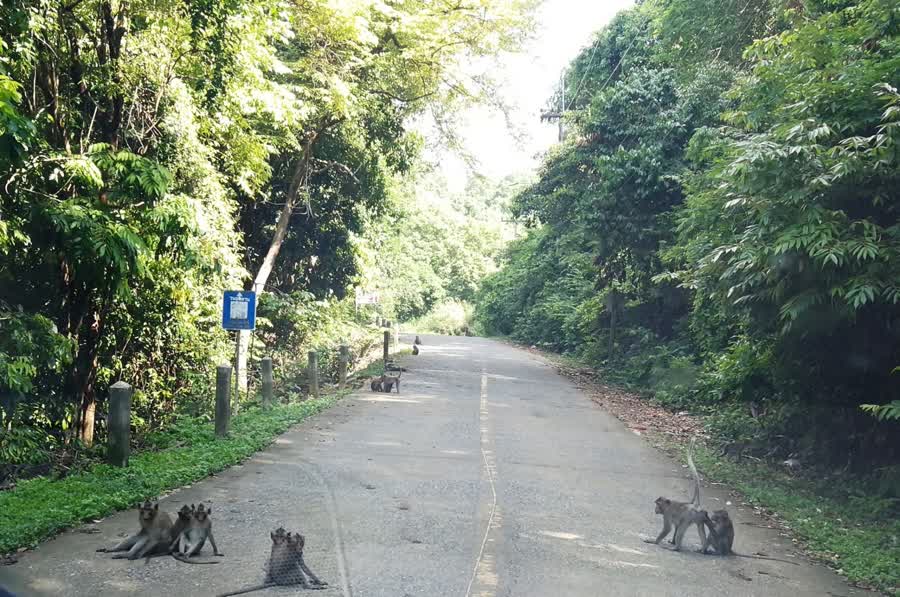 ม.อ.หาดใหญ่ สร้างแหล่งน้ำ-แหล่งอาหารให้ลิง และสัตว์ป่าอื่นๆ บนเขาคอหงส์