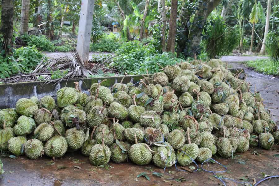 ทุเรียน