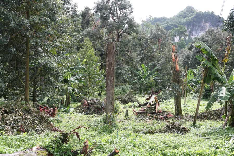 ชาวสวนทุเรียนภาคใต้ ได้รับผลกระทบจากพายุ "ซินลากู" ต้นทุเรียน กิ่งหัก โค่นล้ม 