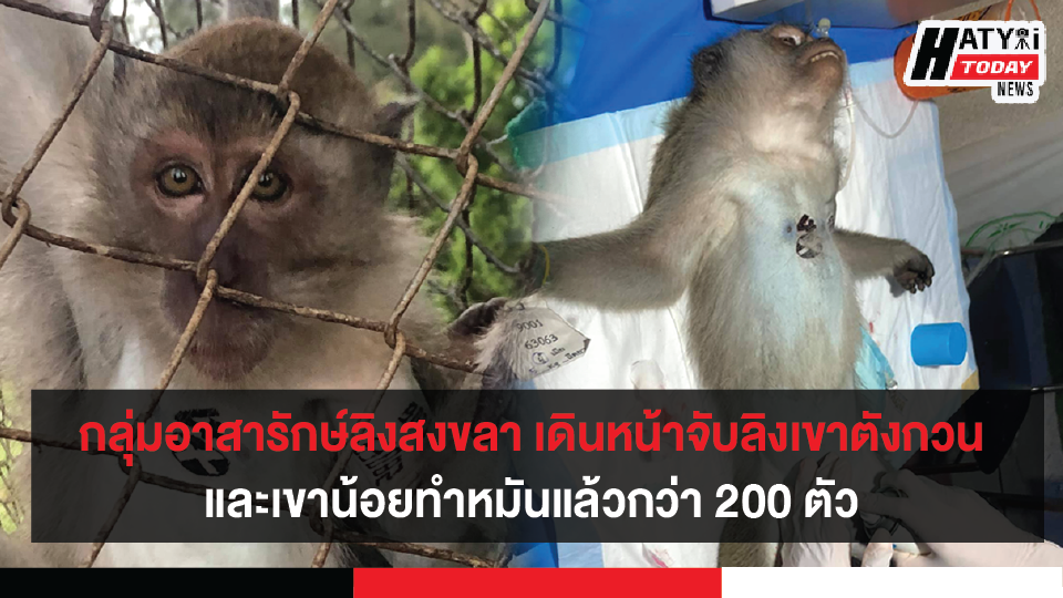 กลุ่มอาสารักษ์ลิงสงขลา เดินหน้าจับลิงเขาตังกวน-เขาน้อยทำหมันแล้วกว่า 200 ตัว