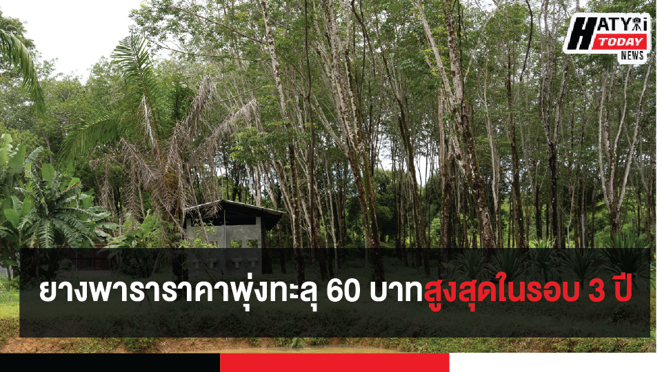 เกษตรชาวสวนยางพาราเฮ ยางพาราราคาพุ่งทะลุ 60 บาทสูงสุดในรอบ 3 ปี