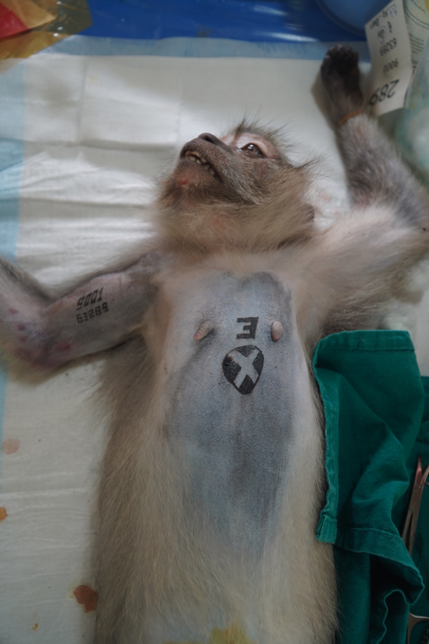 Sterilization of monkeys