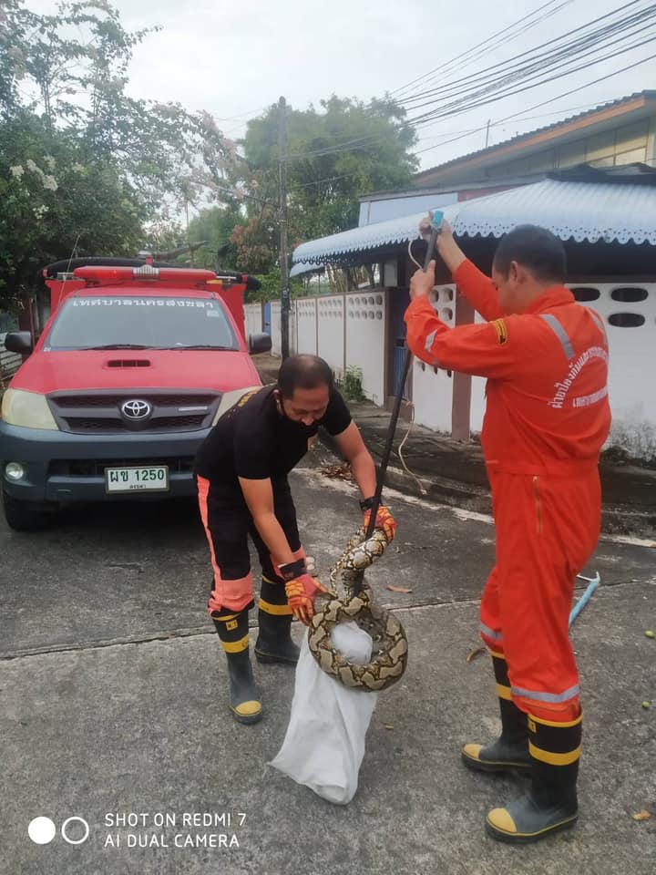 จ.สงขลา เจ้าหน้าที่จับสัตว์เลื้อยคลาน ณ บ้านพักตำรวจภูธรภาค 9 