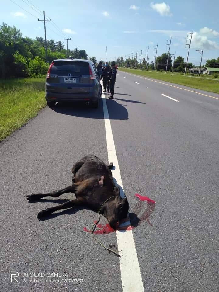 น่าเศร้าใจ ! เกิดเหตุวัววิ่งตัดหน้ารถทำให้รถชนเสียชีวิต บริเวณถนนเทพา-ปัตตานี 