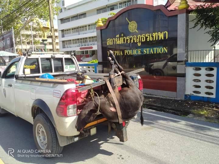 น่าเศร้าใจ ! เกิดเหตุวัววิ่งตัดหน้ารถทำให้รถชนเสียชีวิต บริเวณถนนเทพา-ปัตตานี 