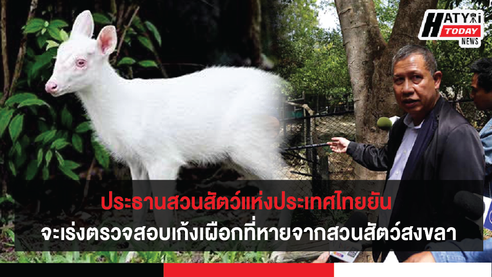 ประธานกรรมการองค์การสวนสัตว์แห่งประเทศไทยยืนยัน จะเร่งสรุปผลตรวจสอบเก้งเผือกที่หายจากสวนสัตว์สงขลา