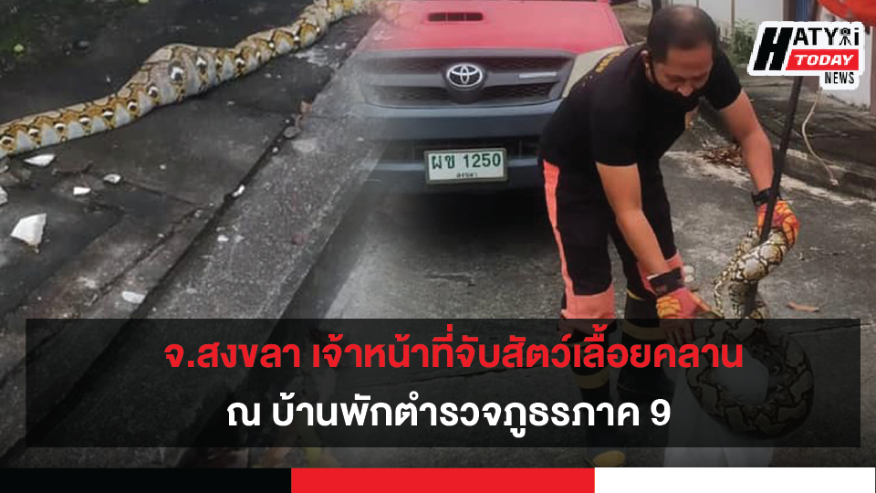 จ.สงขลา เจ้าหน้าที่จับสัตว์เลื้อยคลาน ณ บ้านพักตำรวจภูธรภาค 9