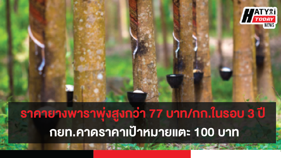 ราคายางยังแรงไม่หยุดพุ่งกว่า 77 บาท/กก.  กยท.คาดราคาเป้าหมายแตะ 100 บาท