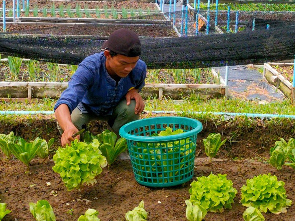 เชิญชวนเกษตรกรเข้าร่วมโครงการพัฒนาเกษตรกรรุ่นใหม่ให้เป็น Young Smart Farmer ประจำปี 2564