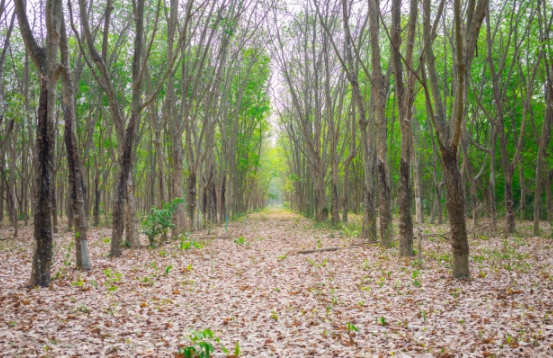 เตือนชาวสวนยาง โรคใบร่วงในยางพาราเริ่มระบาดหนักในหลายพื้นที่