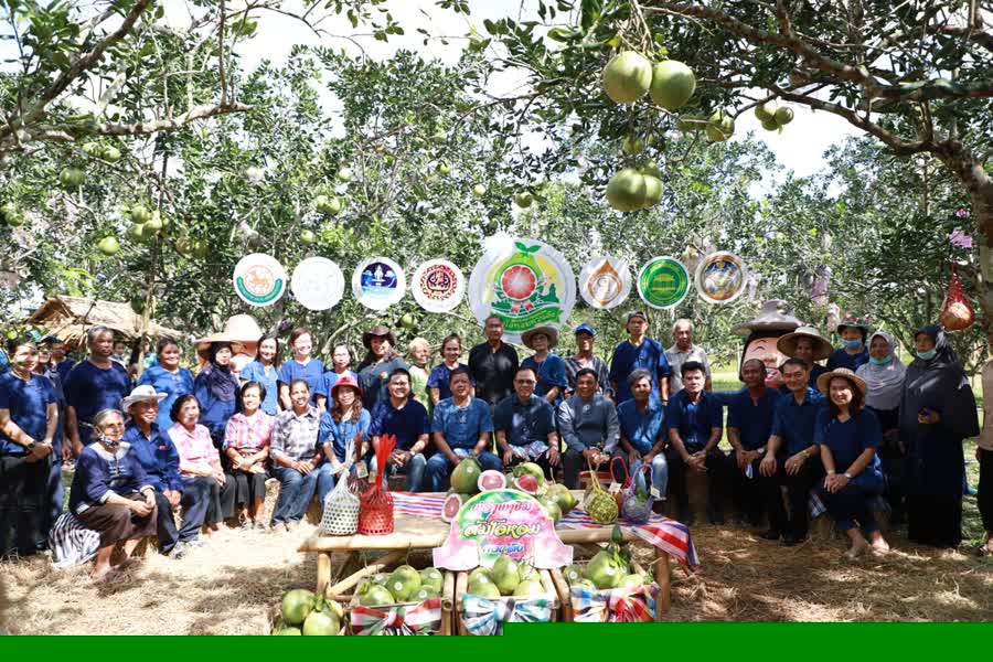 จังหวัดสงขลาเปิดตัว ส้มโอหอมควนลังสาวน้อยสีชมพู สินค้าทางการเกษตรของดีตำบลควนลัง