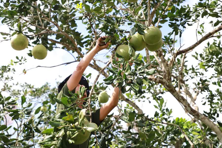 จังหวัดสงขลาเปิดตัว ส้มโอหอมควนลังสาวน้อยสีชมพู สินค้าทางการเกษตรของดีตำบลควนลัง