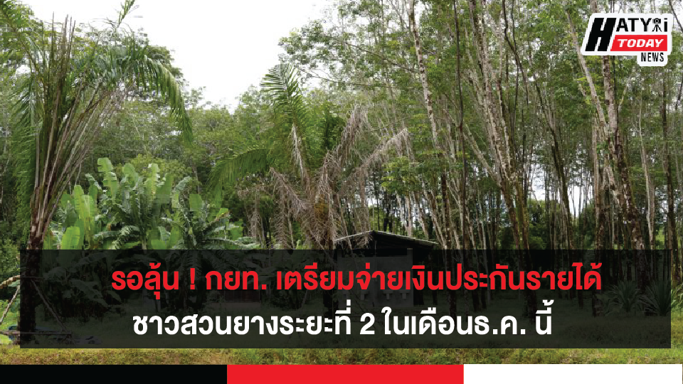 การยางแห่งประเทศไทย เตรียมจ่ายเงินส่วนต่างโครงการประกันรายได้ชาวสวนยางระยะที่ 2 ในเดือนธันวาคมนี้