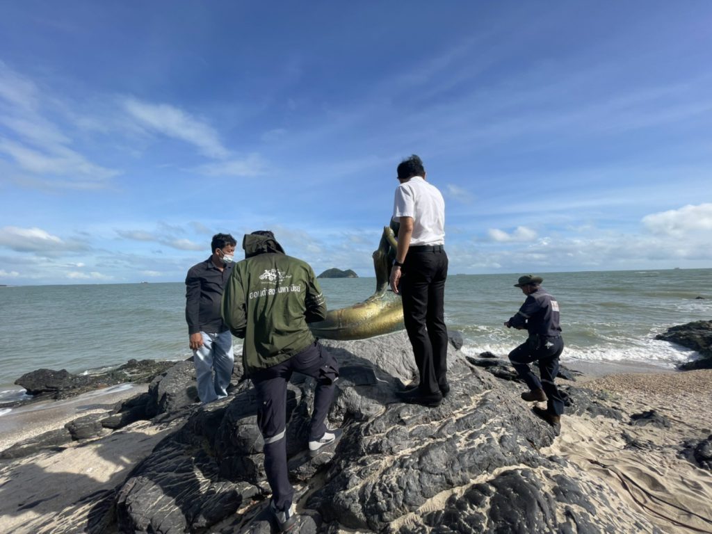 ทรุดโทรม! เงือกสมิหลาสงขลาชำรุด เทศบาลสงขลาพร้อมเอกชน เข้าซ่อมแซมเร่งด่วน