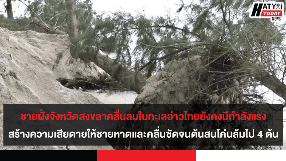 ชายฝั่งจังหวัดสงขลาคลื่นลมในทะเลอ่าวไทยยังคงมีกำลังแรง สร้างความเสียดายให้ชายหาดและคลื่นซัดจนต้นสนโค่นล้มไป 4 ต้น