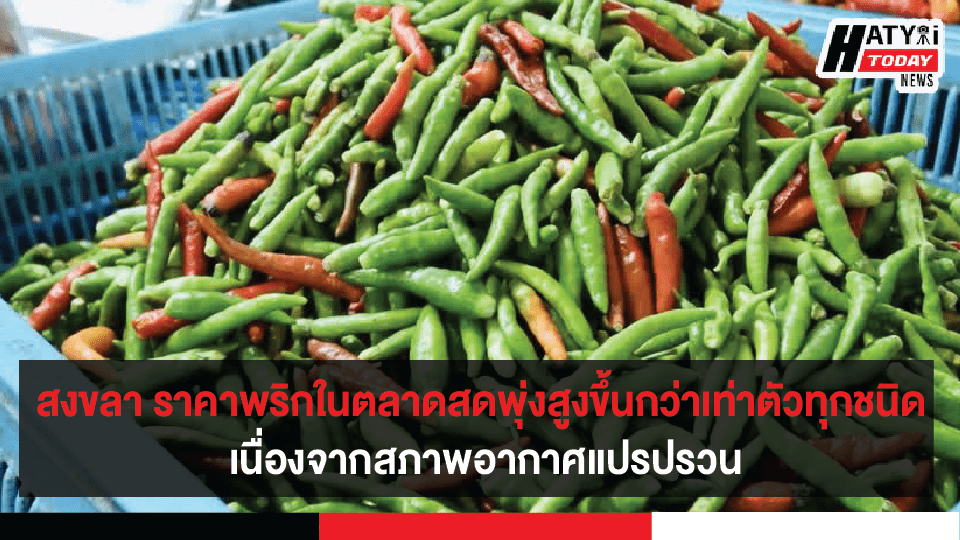 ปกข่าวใหม่ 01