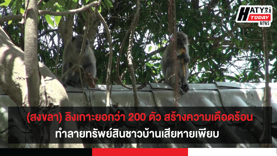 สงขลา ลิงเกาะยอ สร้างความเดือดร้อนทำลายทรัพย์สินชาวบ้าน ระดมหน่วยงานเตรียมทำหมันลิง