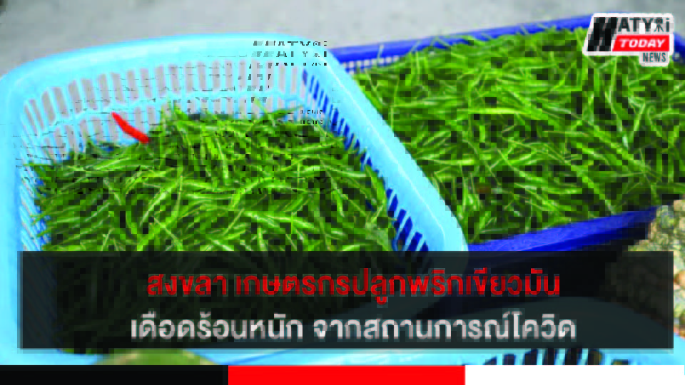 ปกข่าว 01