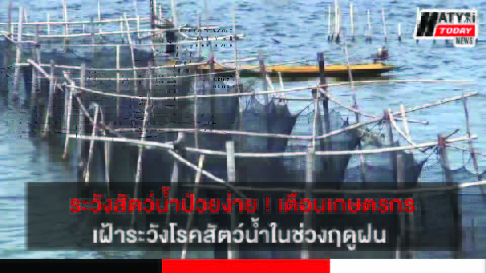 ระวังสัตว์น้ำป่วยง่าย ! เตือนเกษตรกรเฝ้าระวังโรคสัตว์น้ำในช่วงฤดูฝน