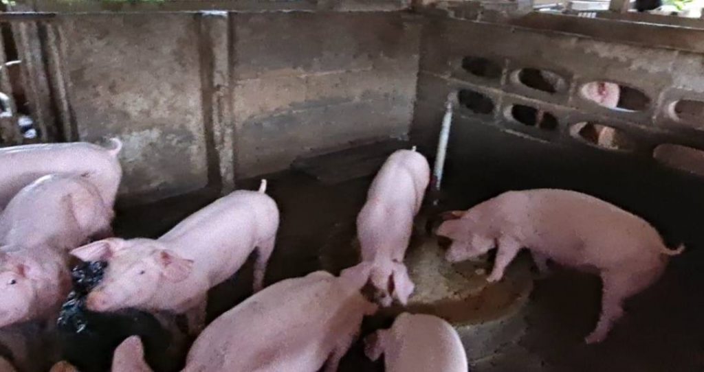 สงขลา ศูนย์ดำรงธรรมแก้ปัญหาฟาร์มเลี้ยงหมู อ.สทิงพระ ส่งกลิ่นในช่วงฤดูฝนตก 1 235796434 3006198719652177 94490283442926763 N