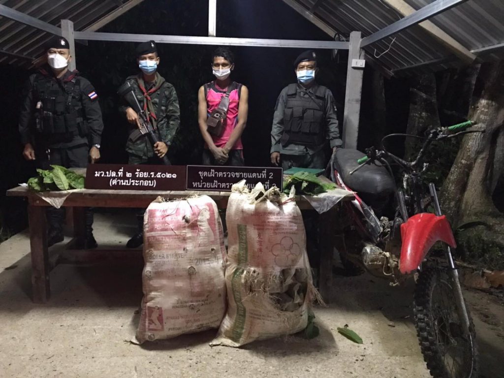 สงขลา รวบ 2 หนุ่มรับใบกระท่อมสด ตามแนวชายแดนไทย-มาเลย์ หวังนำมาขายต่อให้กับกลุ่มวัยรุ่นในหมู่บ้าน 1 238999638 878565139701659 6130525988699915563 N