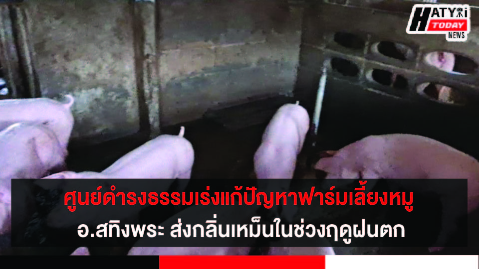 สงขลา ศูนย์ดำรงธรรมแก้ปัญหาฟาร์มเลี้ยงหมู อ.สทิงพระ ส่งกลิ่นในช่วงฤดูฝนตก