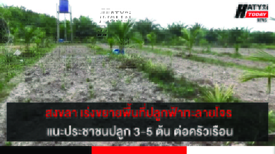 ปกข่าว 01