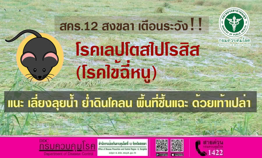 สคร. 12 สงขลา เตือนระวังโรคไข้ฉี่หนู แนะเลี่ยงลุยน้ำ พื้นที่ชื้นแฉะด้วยเท้าเปล่า 1 E6f9b54572bd68e4a9064dc95b683311 Small