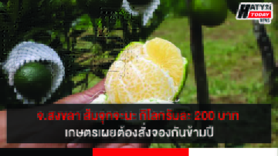 สงขลา ส้มจุกจะนะ กิโลกรัมละ 200 บาท เกษตรเผยต้องสั่งจองกันข้ามปี